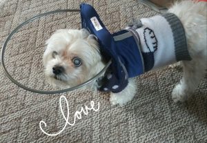 Cody Blind Shih Tzu Halo