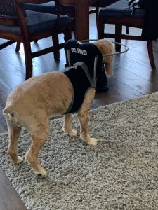 Finnigan Blind Cocker Spaniel