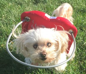 Gigi Blind Maltipoo