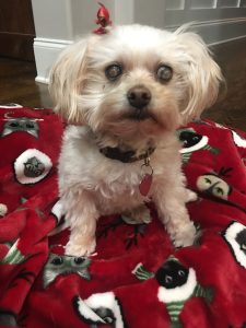 Gigi Blind Maltipoo