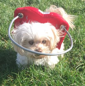 Gigi Blind Maltipoo