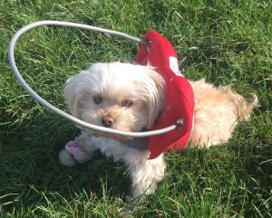 Gigi Blind Maltipoo