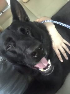 Hercules Blind Shepherd Lab Mix