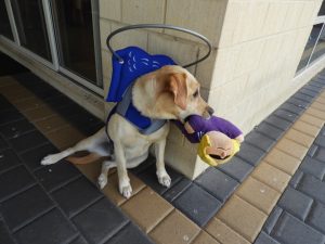 Molly Blind Lab Halo