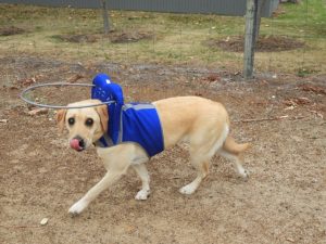 Molly Blind Lab Halo