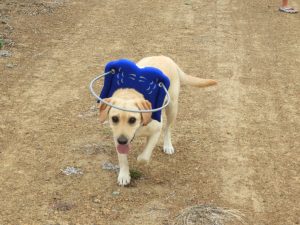 Molly Blind Lab Halo