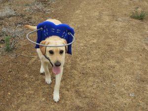 Molly Blind Lab Halo