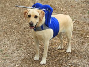 Molly Blind Lab Halo