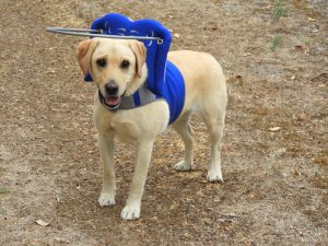 Molly Blind Lab Halo