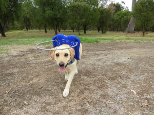 Molly Blind Lab Halo
