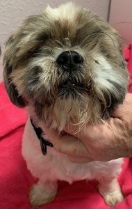 Murphy Blind Shih Tzu
