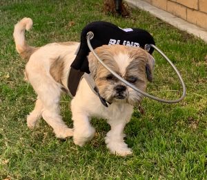 Murphy Blind Shih Tzu