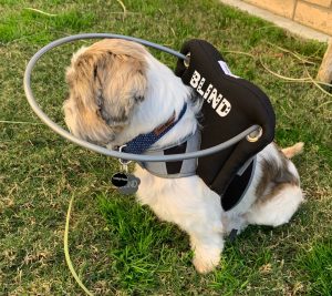 Murphy Blind Shih Tzu