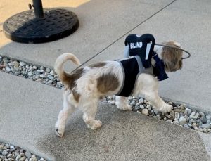 Murphy Blind Shih Tzu