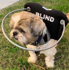 Murphy Blind Shih Tzu
