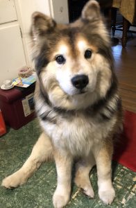 Teddy Blind Husky German Shepherd mix