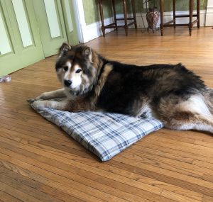 Teddy Blind Husky German Shepherd mix