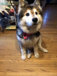 Teddy Blind Husky German Shepherd mix