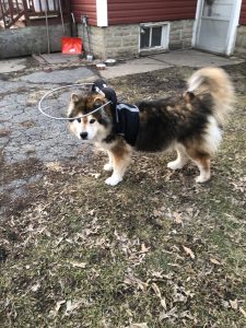 Teddy Blind Husky German Shepherd mix