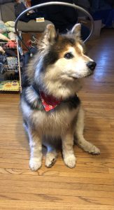 Teddy Blind Husky German Shepherd mix