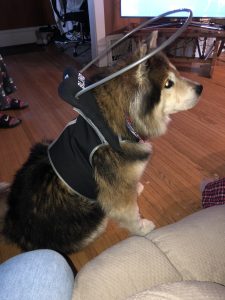 Teddy Blind Husky German Shepherd mix