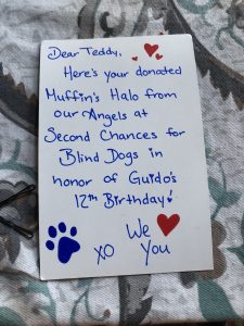 Teddy Blind Husky German Shepherd mix
