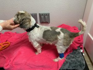 Murphy Blind Shih Tzu