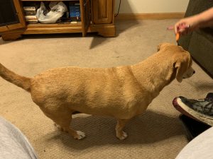 Bella Star Blind Beagle Mix