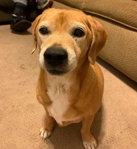 Bella Star Blind Beagle