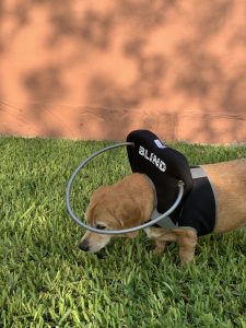 Bella Star Blind Beagle Mix