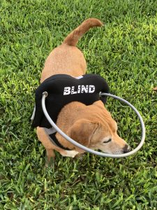 Bella Star Blind Beagle Mix