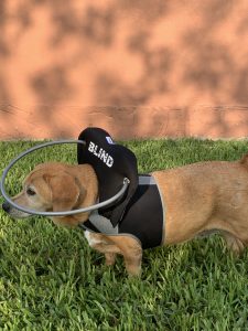 Bella Star Blind Beagle Mix