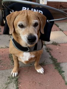 Bella Star Blind Beagle Mix