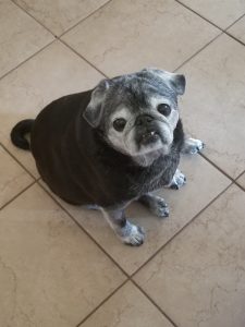 Izzy Blind Pug