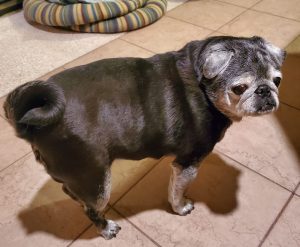 Izzy Blind Pug