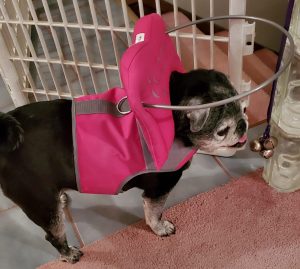 Izzy Blind Pug