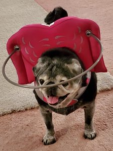 Izzy Blind Pug