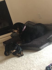 Sade Blind Rottie