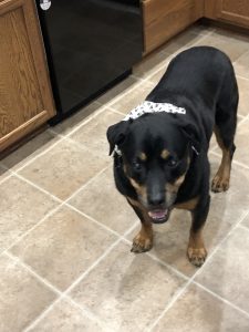 Sade Blind Rottie