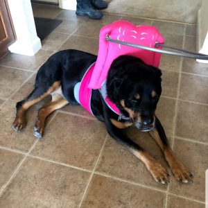 Sadie Bind Rottie