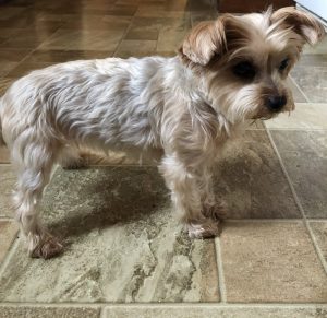 Bella Blind Yorkie