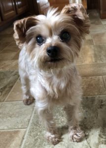 Bella Blind Yorkie Halo