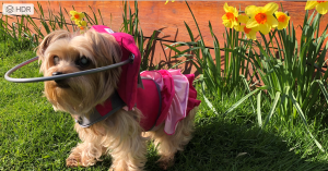 Bella Blind Yorkie Halo