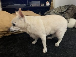 Cashew Blind Chihuahua Mix