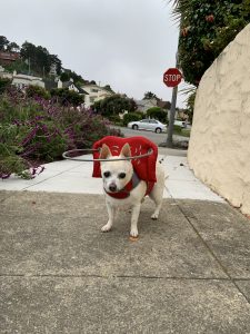 Cashew Blind Chihuahua Mix