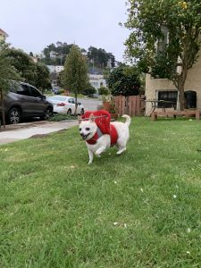 Cashew Blind Chihuahua mix