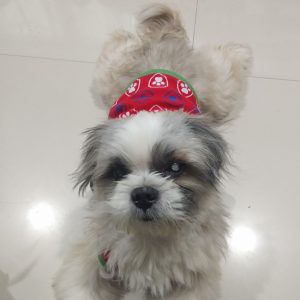 George Blind Shih Tzu