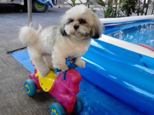 George Blind Shih Tzu