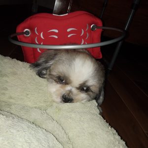 George Blind Shih Tzu
