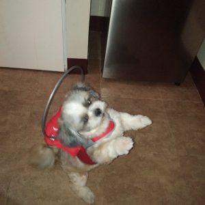 George Blind Shih Tzu